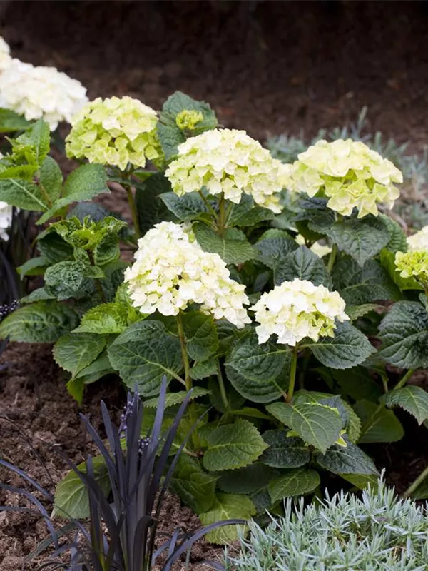 Hydrangea Endless Summer Hortensie Endless Summer Collection Gartenvergnuegen Lochte