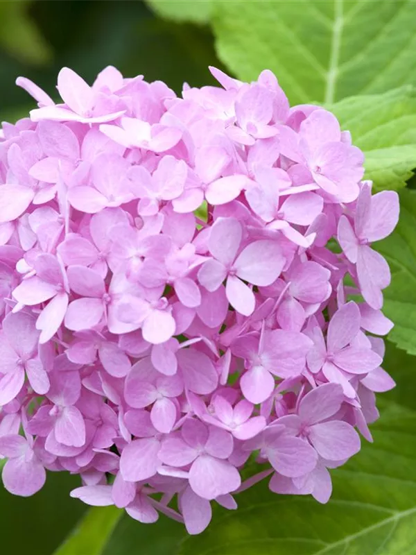 Hydrangea Endless Summer Hortensie Endless Summer Collection Gartenvergnuegen Lochte