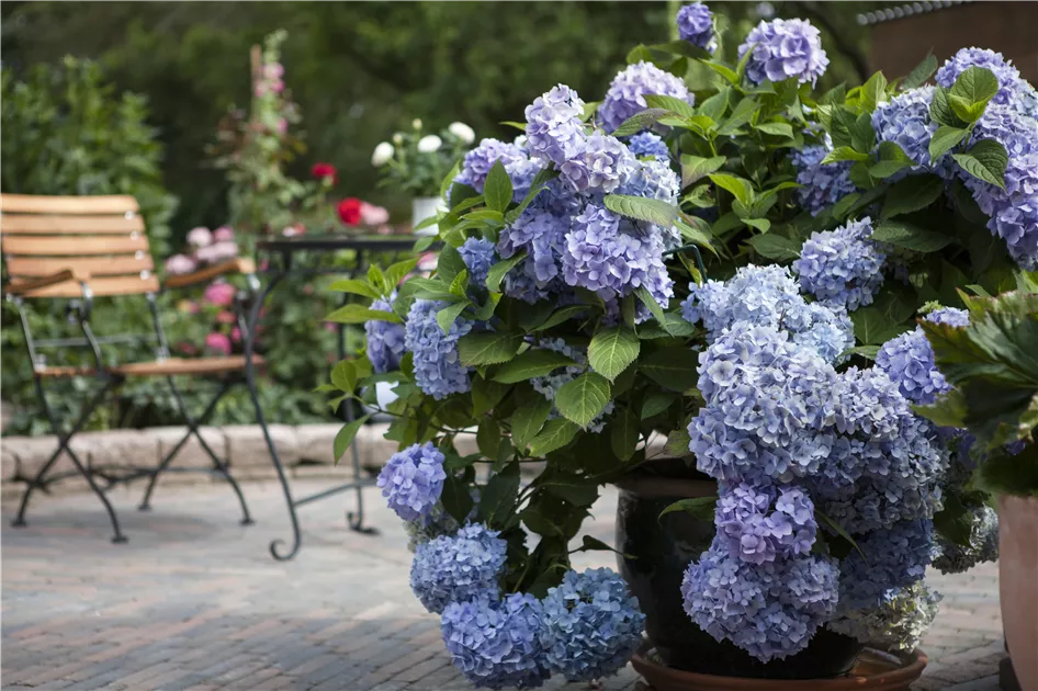 Hydrangea Endless Summer Hortensie Endless Summer Collection Gartenvergnuegen Lochte