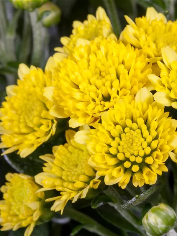 Ajania pacifica, PazifikMargerite Gartenvergnuegen Lochte