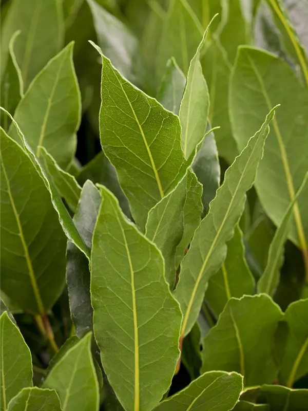 Laurus nobilis, Lorbeerbaum Gartenvergnuegen Lochte
