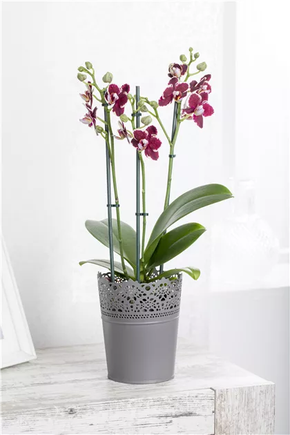 Orchidee von Botanicly Schmetterlingsorchidee 1 Trieb Höhe: 40 cm Phalaenopsis multiflora Penny Love 