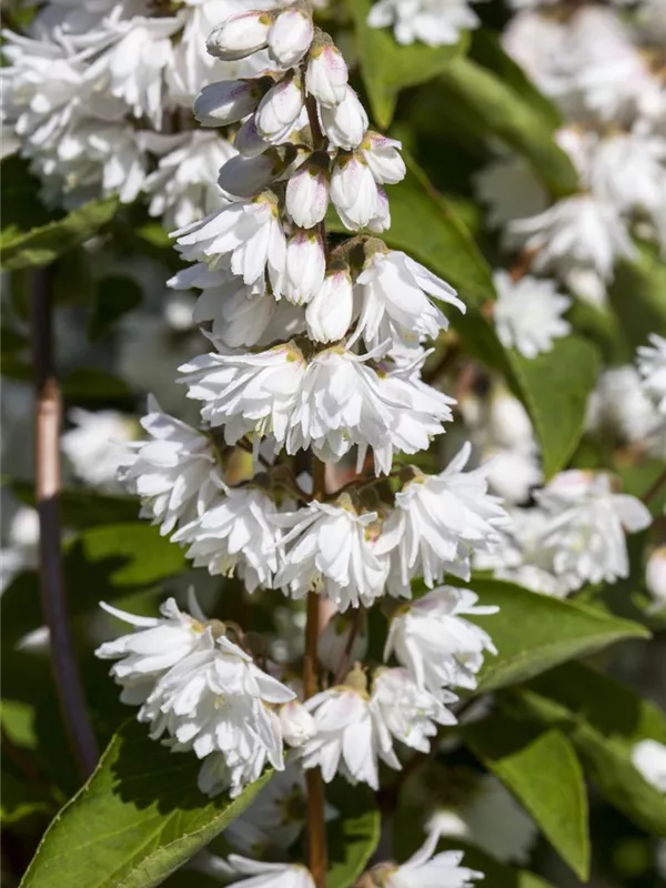 Sternchenstrauch Deutzie Deutzia scabra ' Plena'  60-100 cm im Container 