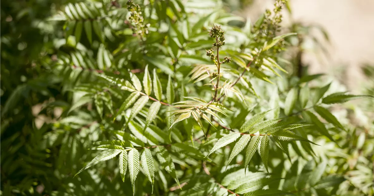 Pflanze Sorbaria sorbifolia eschenblättrige Fiederspiere