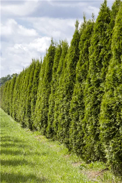 Thuja occidentalis 'Smaragd', Lebensbaum 'Smaragd' - Gartenvergnuegen Lochte