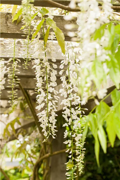 variegata plants Buy Monstera Albo Variegata ~ Variegated Houseplant – AroidHouse main image 1