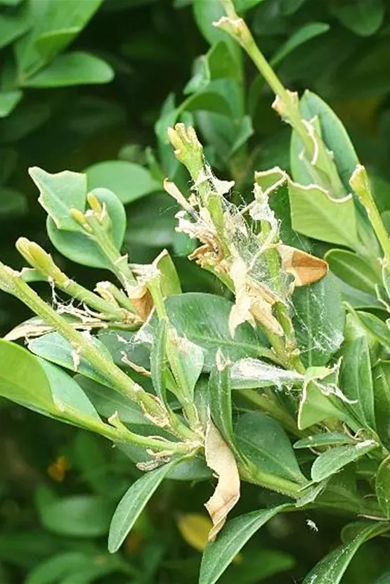 Buchsbaumzünsler an Buchsbaum Schadbild