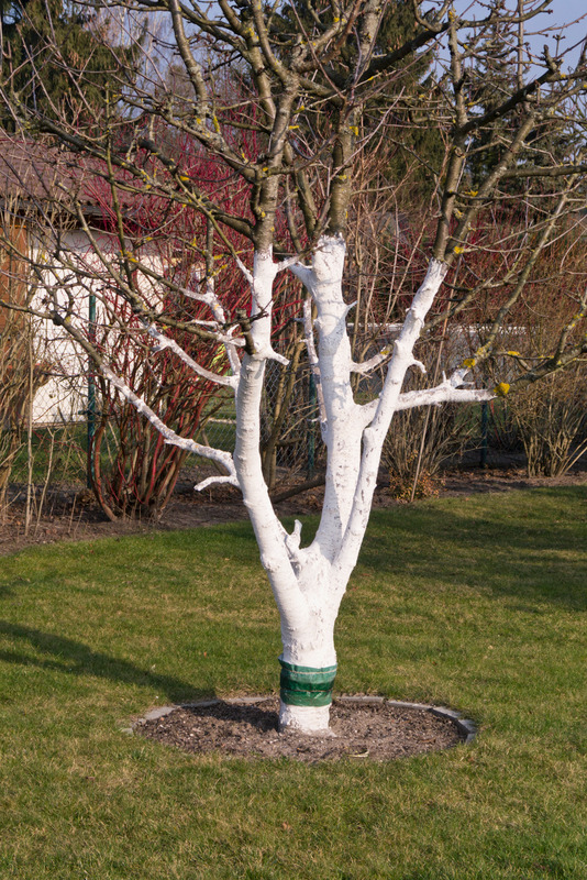 Weißanstrich Baum.jpg