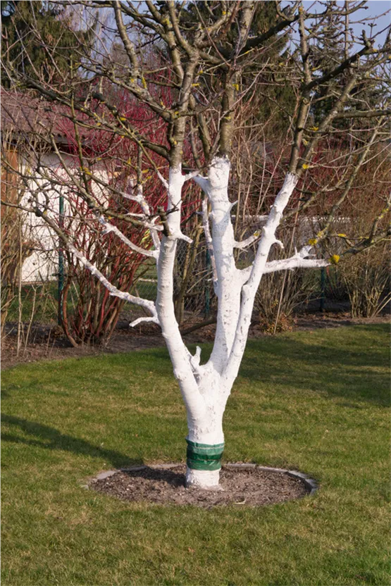 Weißanstrich Baum.jpg