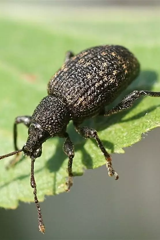 Dickmaulrüssler