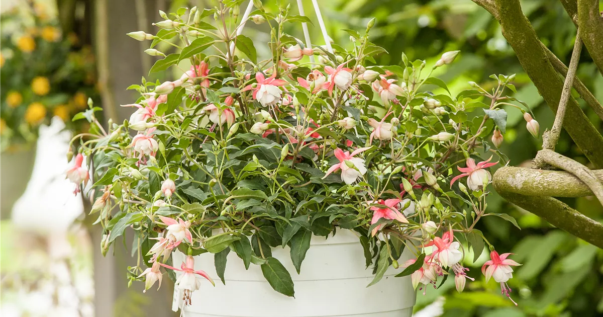 Fuchsia Hybride, Hngende Fuchsie - Gartenvergnuegen Lochte