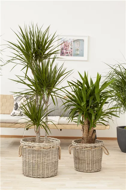 sansevieria compacta Sansevieria trifasciata compacta,Sansevieria Compacta main image 0
