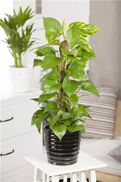 Epipremnum aureum, Goldene Efeutute - Gartenvergnuegen Lochte