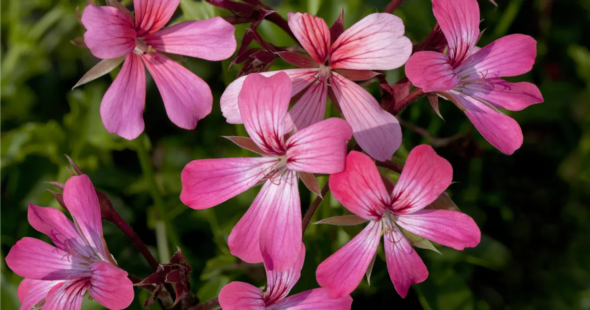 Gvinet Peltrouning yalangoch fotosurati