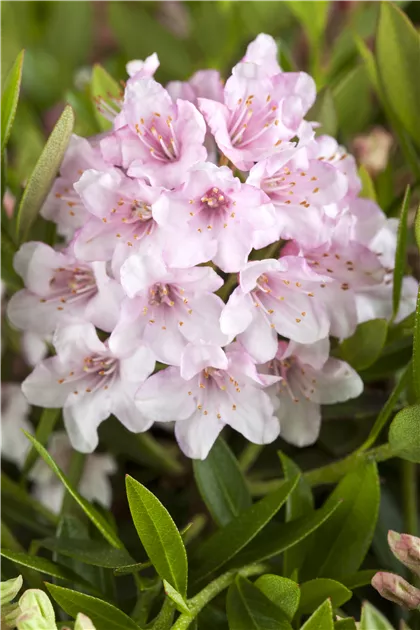 Rhododendron micranthum 'Bloombux', Rhododendron 'Bloombux' -  Gartenvergnuegen Lochte