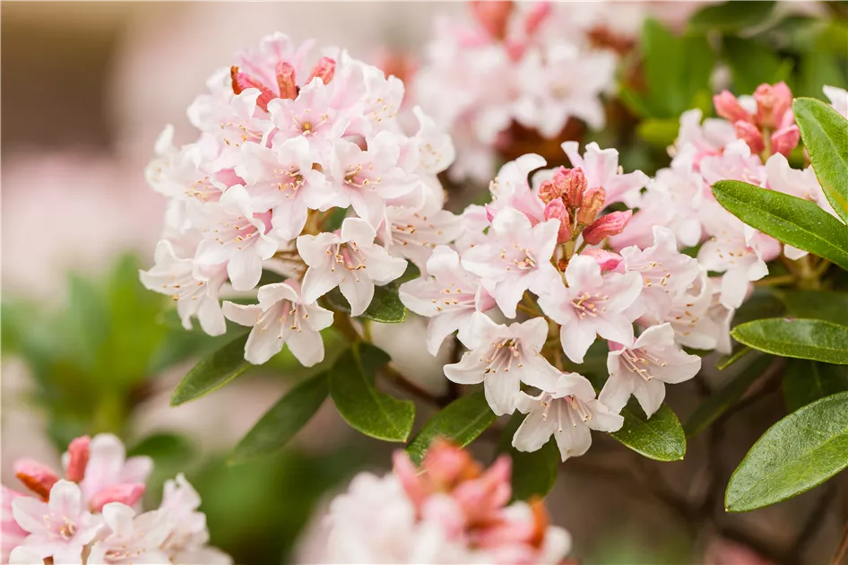 Rhododendron micranthum 'Bloombux', Rhododendron 'Bloombux' -  Gartenvergnuegen Lochte