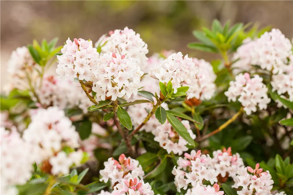 Rhododendron micranthum 'Bloombux', Rhododendron 'Bloombux' -  Gartenvergnuegen Lochte