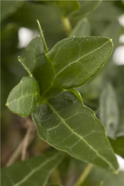 Hedera helix, Gemeiner Efeu - Gartenvergnuegen Lochte