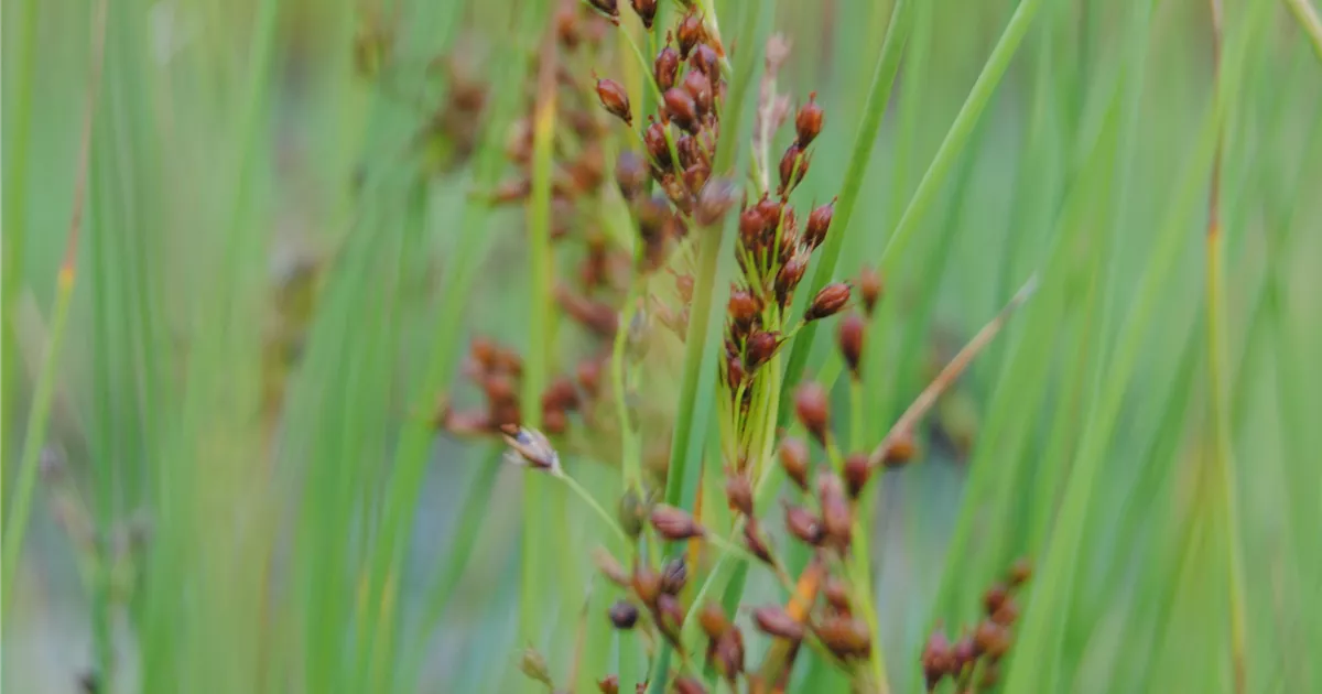 Juncus effusus, Flatter-Binse - Gartenvergnuegen Lochte
