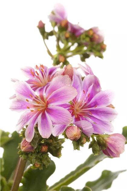 Lewisia cotyledon, Gewhnliche Bitterwurz - Gartenvergnuegen Lochte