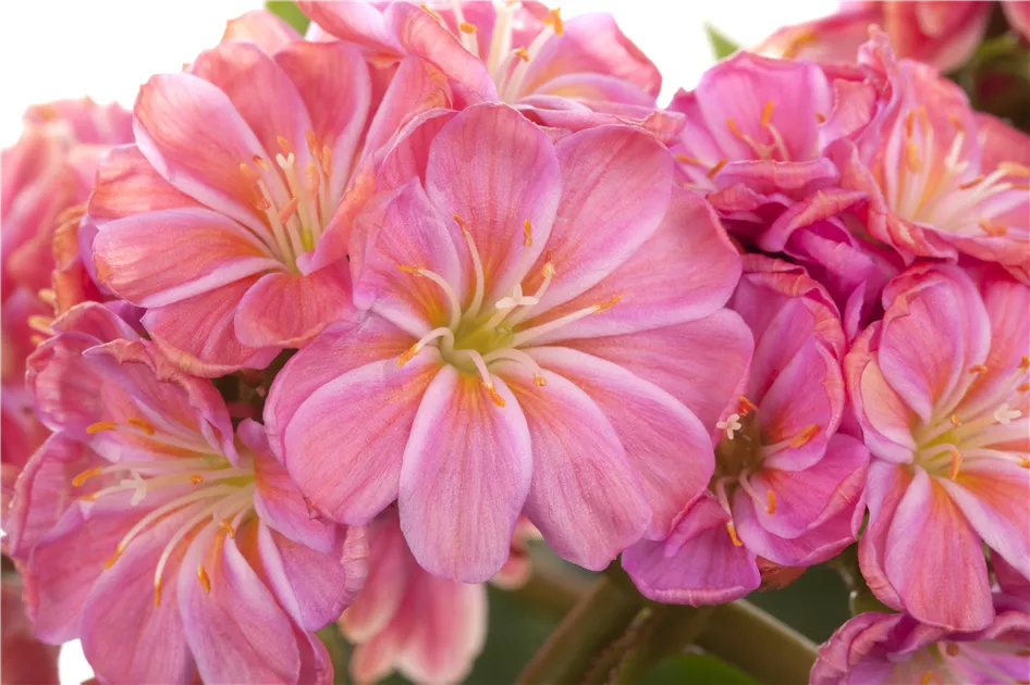 Lewisia cotyledon, Gewhnliche Bitterwurz - Gartenvergnuegen Lochte