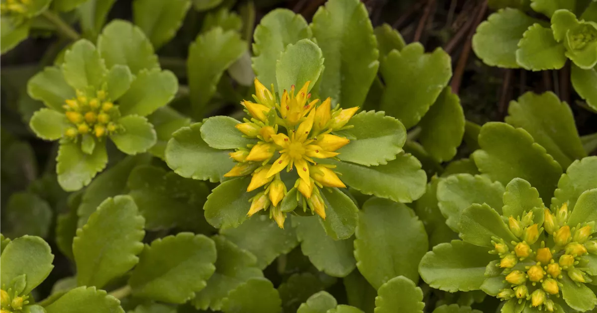 Sedum floriferum 'Weihenstephaner Gold', Reichblhendes Garten-Fettblatt  'Weihenstephaner Gold' - Gartenvergnuegen Lochte