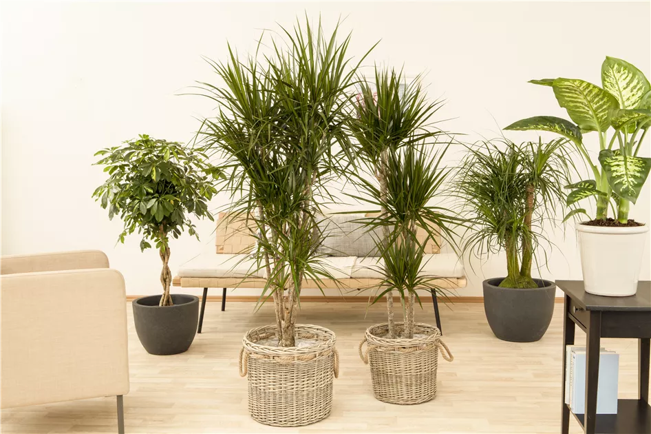 dracaena surculosa punctulata Dracaena surculosa punctulata 'Sierra Leone' - 20cm pot main image 0