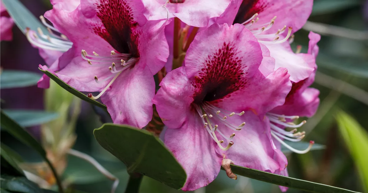 INKARHO Rhododendron, Kalktoleranter Rhododendron - Gartenvergnuegen Lochte