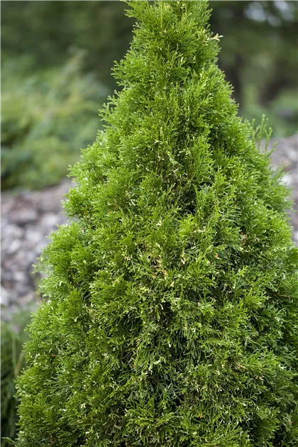 kiefer topfpflanze Bergkiefer - Pinus mugo main image 1