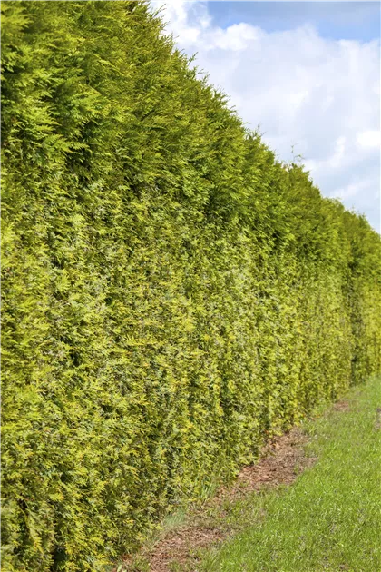 Thuja occidentalis, Abendlndischer Lebensbaum - Gartenvergnuegen Lochte