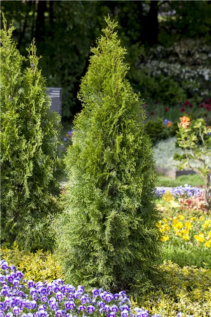 Thuja occidentalis, Abendlndischer Lebensbaum - Gartenvergnuegen Lochte