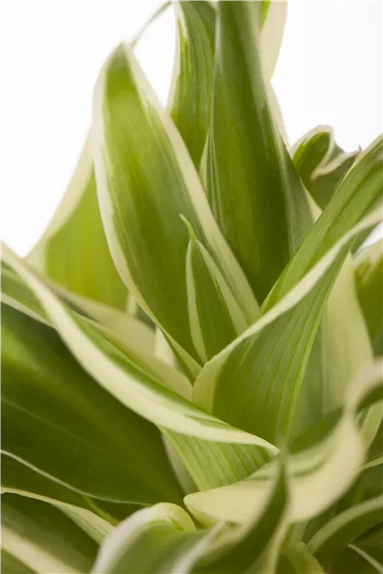 Chlorophytum comosum, Grnlilie - Gartenvergnuegen Lochte