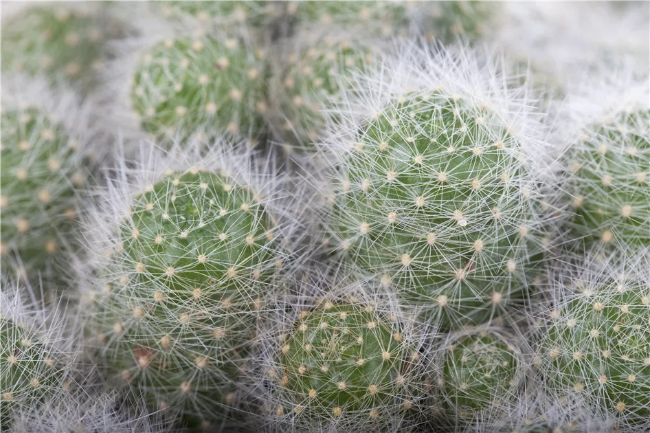 Cactus, Kakteen - Gartenvergnuegen Lochte