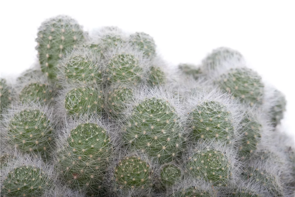 ingeldorf cactus Orchid Cactus 'Unforgettable' For Sale – Logee's Plants main image 0