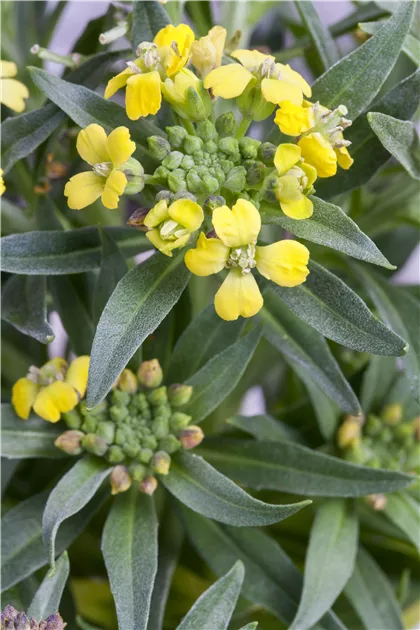 Qizlar keksa erkaklarni erkalaydilar