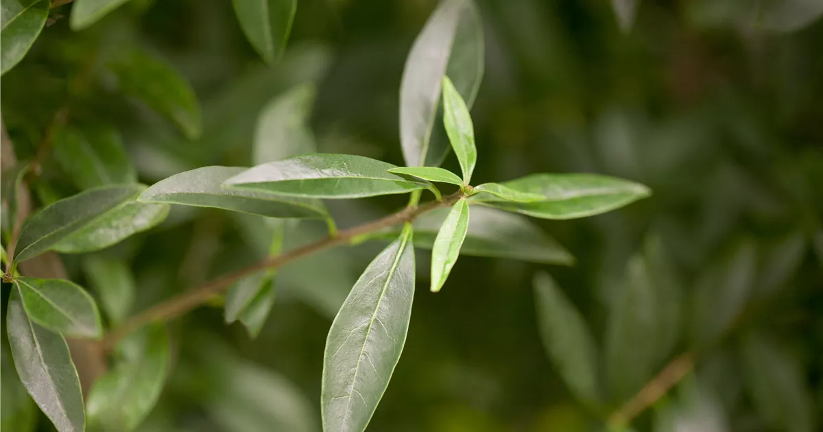 Ligustrum vulgare, Gemeiner Liguster - Gartenvergnuegen Lochte