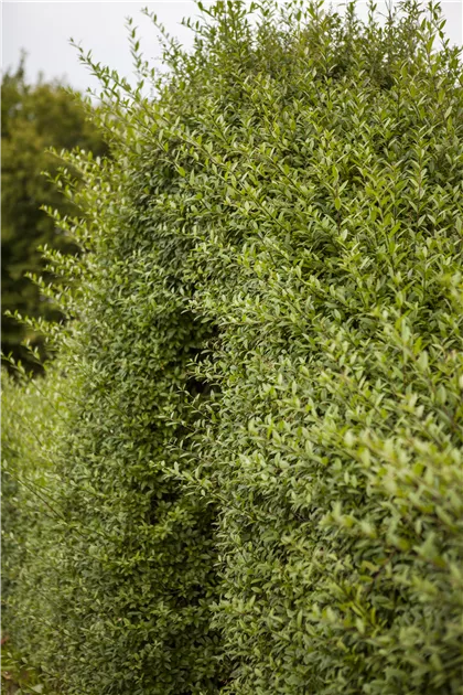 Ligustrum vulgare, Gemeiner Liguster - Gartenvergnuegen Lochte