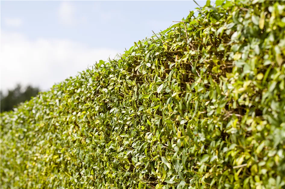 Ligustrum vulgare, Gemeiner Liguster - Gartenvergnuegen Lochte