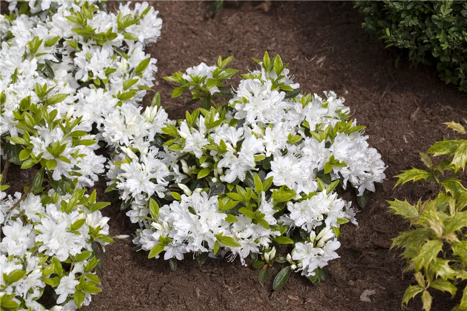 Rhododendron obtusum, Japanische Azalee - Gartenvergnuegen Lochte