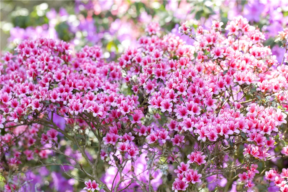 Rhododendron obtusum, Japanische Azalee - Gartenvergnuegen Lochte