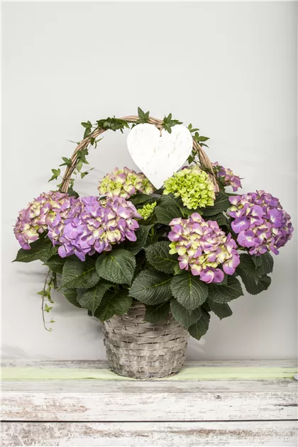 Hydrangea macrophylla, Bauernhortensie - Gartenvergnuegen Lochte