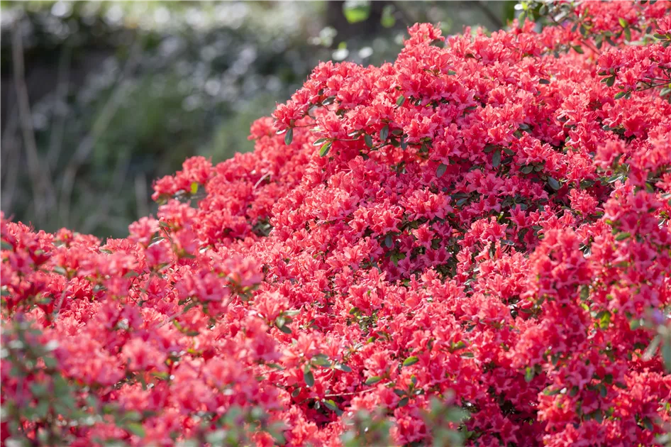 Rhododendron obtusum, Japanische Azalee - Gartenvergnuegen Lochte