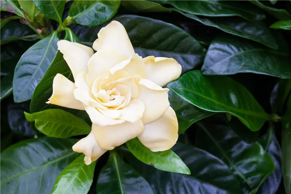 Gardenia jasminoides, Gardenie - Gartenvergnuegen Lochte