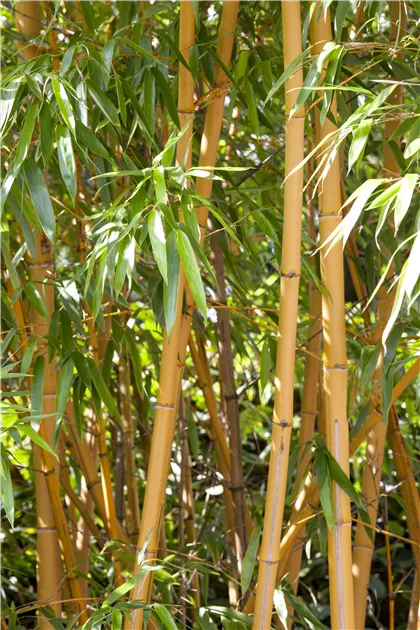 Fargesia murielae, Muriels Schirmbambus - Gartenvergnuegen Lochte