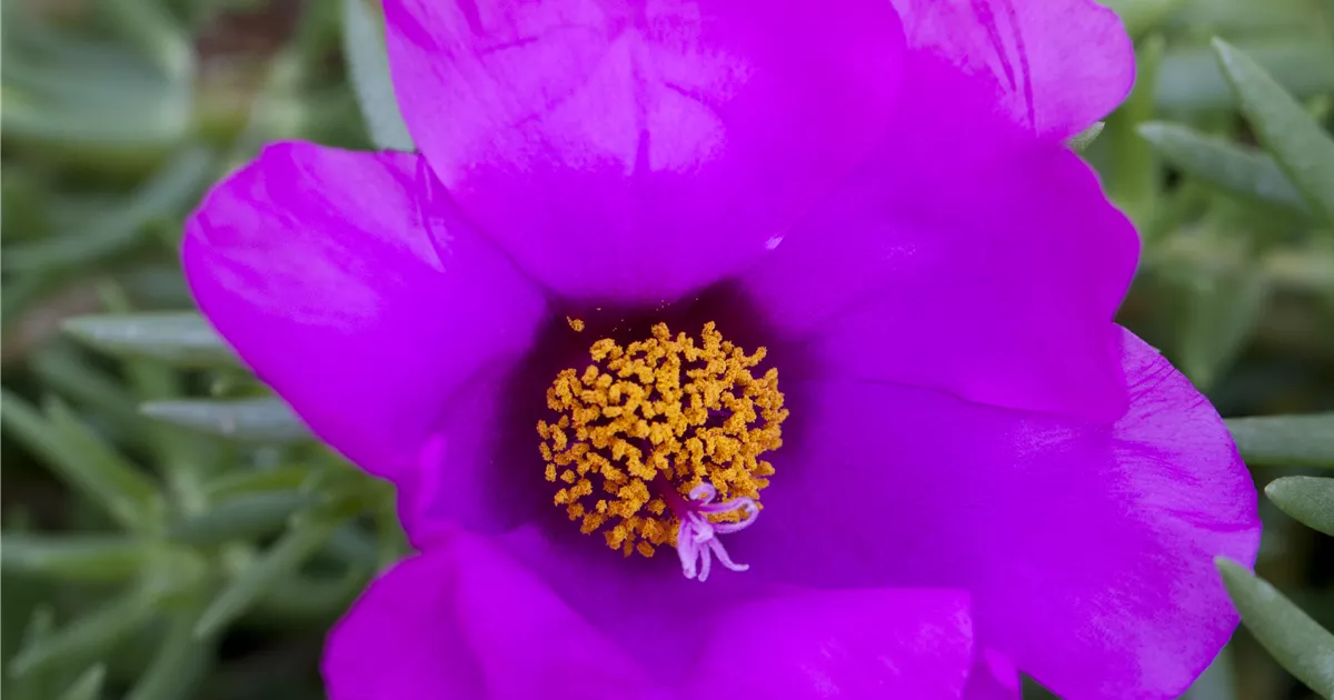 Portulaca grandiflora, Portulakrschen - Gartenvergnuegen Lochte