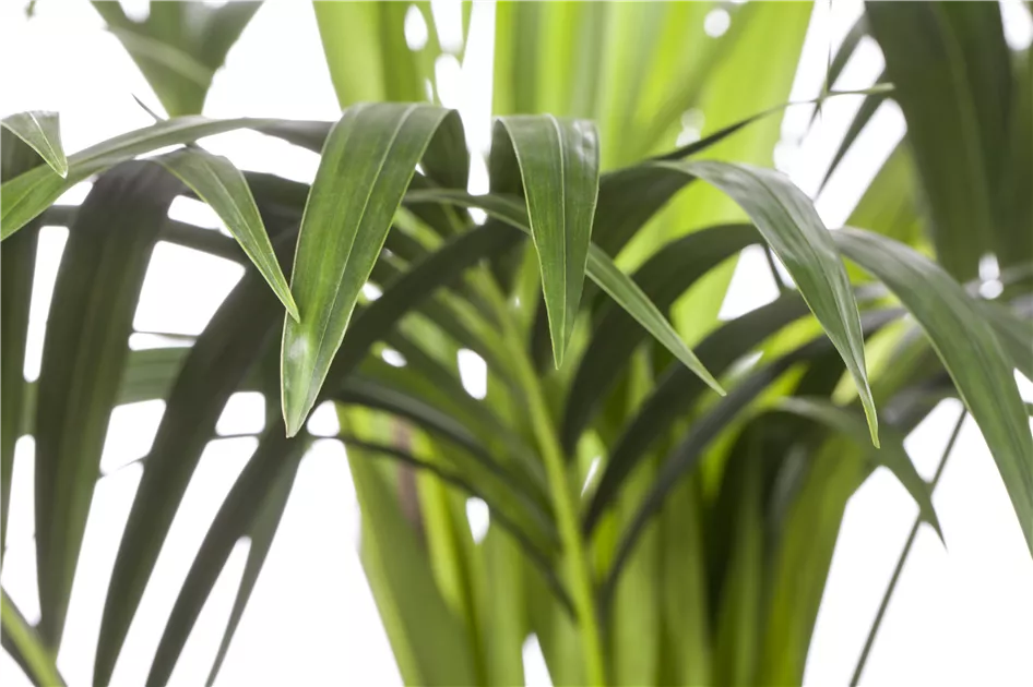 Howea forsteriana, Kentiapalme - Gartenvergnuegen Lochte