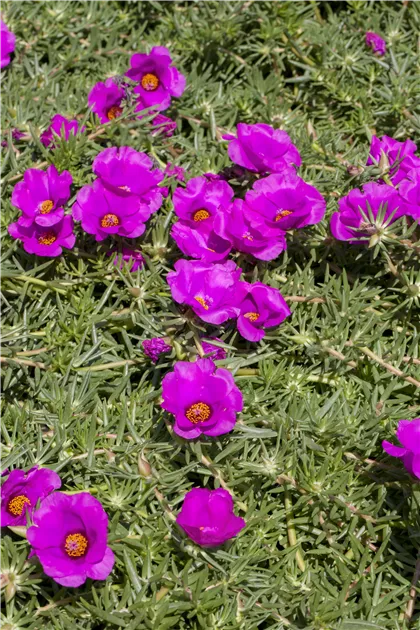 Portulaca grandiflora, Portulakrschen - Gartenvergnuegen Lochte