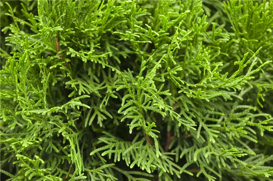 Thuja occidentalis 'Smaragd', Lebensbaum 'Smaragd' - Gartenvergnuegen Lochte