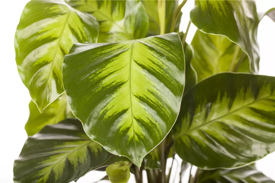 calathea orbifolia gelb braune bltter Calathea orbifolia - Calathea orbifolia