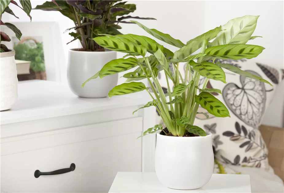 Calathea, Korbmarante - Gartenvergnuegen Lochte